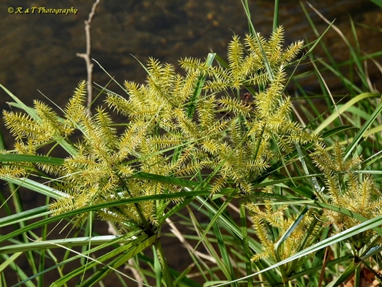 {Cyperus strigosus}
